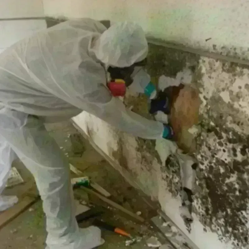 Mold Remediation and Removal in Rosendale, WI